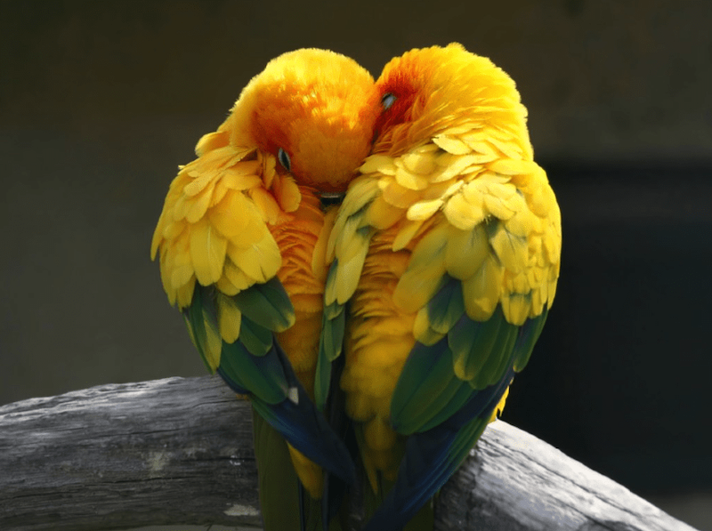 Hình ảnh đôi chim uyên ương thể hiện cho tình yêu đôi lứa luôn bền chặt 